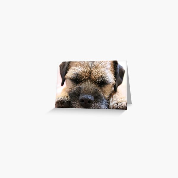 Border Terrier Gifts for Dog Lovers Whiskers & Paws Greeting Card