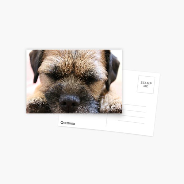 Border Terrier Gifts for Dog Lovers Whiskers & Paws Postcard
