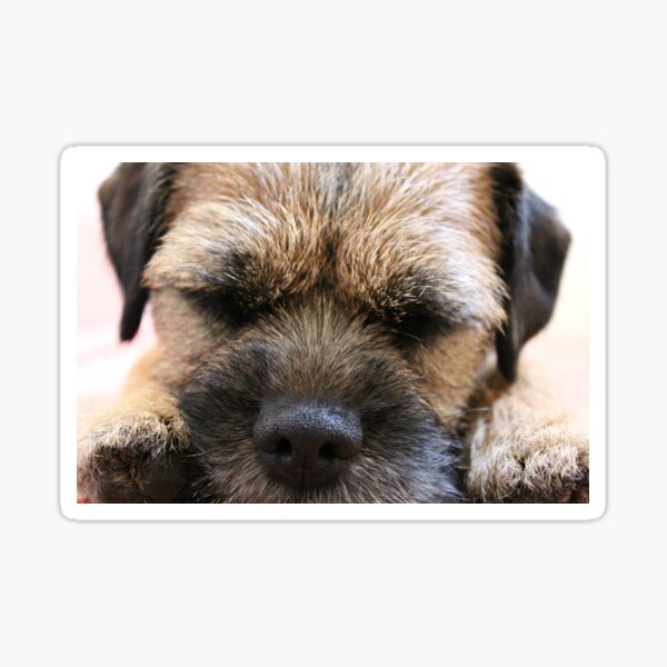 Border Terrier Gifts for Dog Lovers Whiskers & Paws Sticker