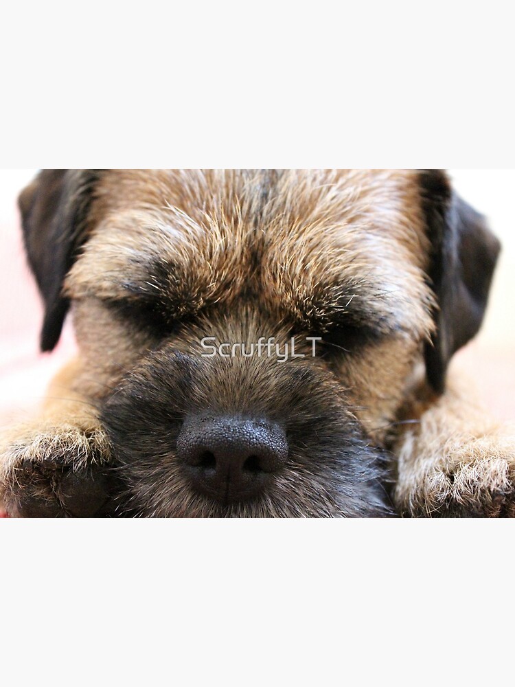 border terrier accessories