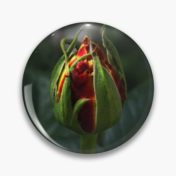 Item preview, Rosebud in the Light designed and sold by heatherfriedman.