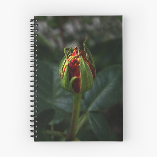 Item preview, Rosebud in the Light designed and sold by heatherfriedman.