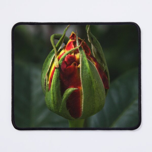 Item preview, Rosebud in the Light designed and sold by heatherfriedman.
