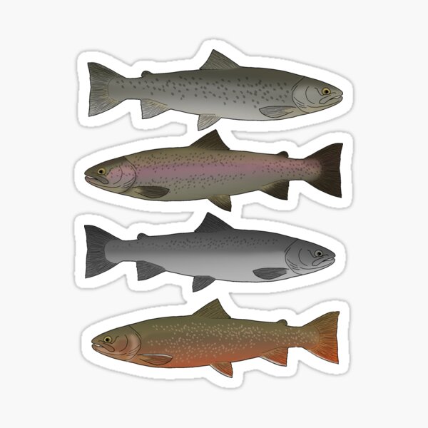 Trout Salmon, Chicken Maraena Salmonidae, Salmon, Fly Fishing T-Shirt