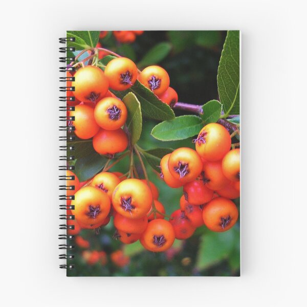 Item preview, Pyracantha Berries designed and sold by lezvee.