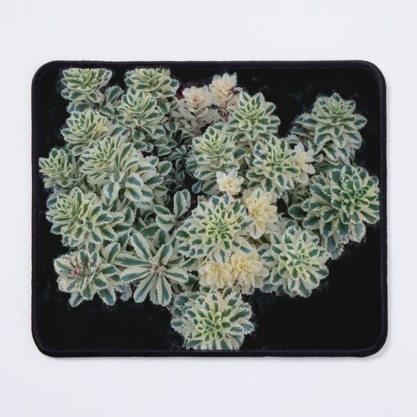 Item preview, Atlantis Sedum designed and sold by Gerda Grice Photography.