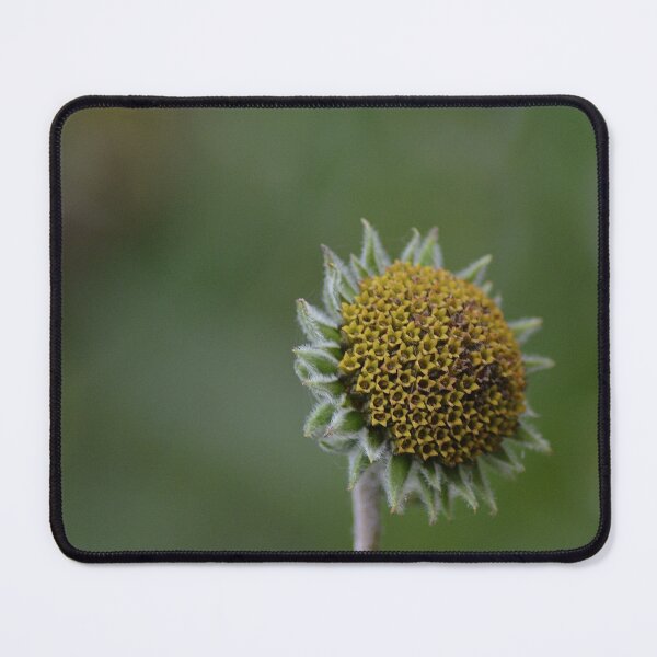 Item preview, Swollen sunflower end of summer  designed and sold by Erin LeFevre-Josephs.