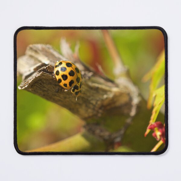 Item preview, Lady Bug designed and sold by D-GaP.