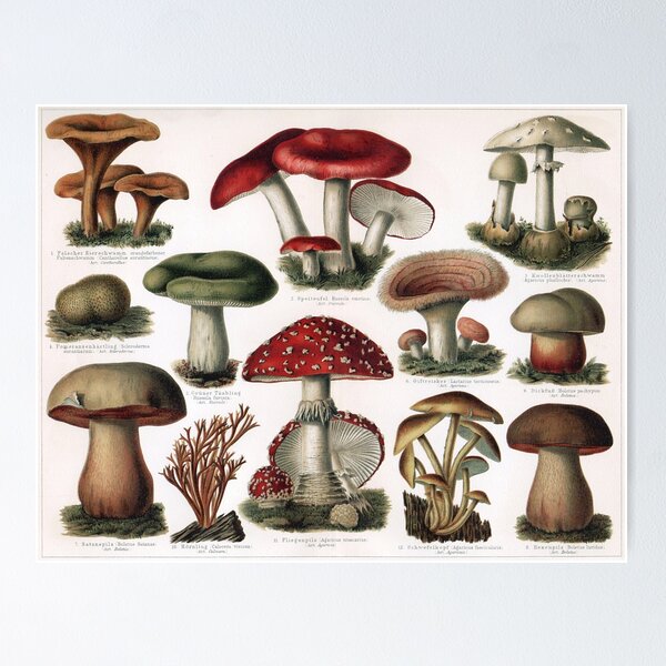 Item preview, Vintage Mushroom Illustration Poster designed and sold by semioddfinds.