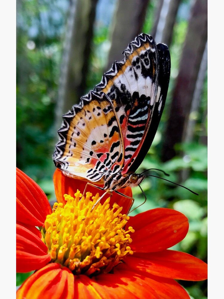 Artwork view, Orange Butterfly on a Flower designed and sold by Dan Zetterström