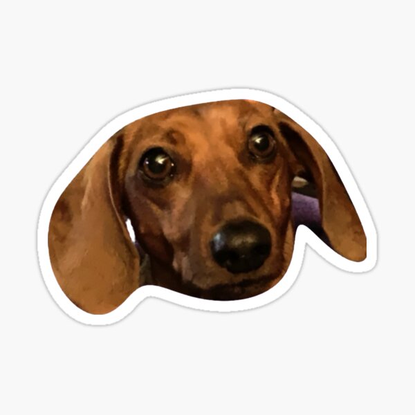 "Mollie Mega big head" Sticker for Sale by spoonfullofcas Redbubble