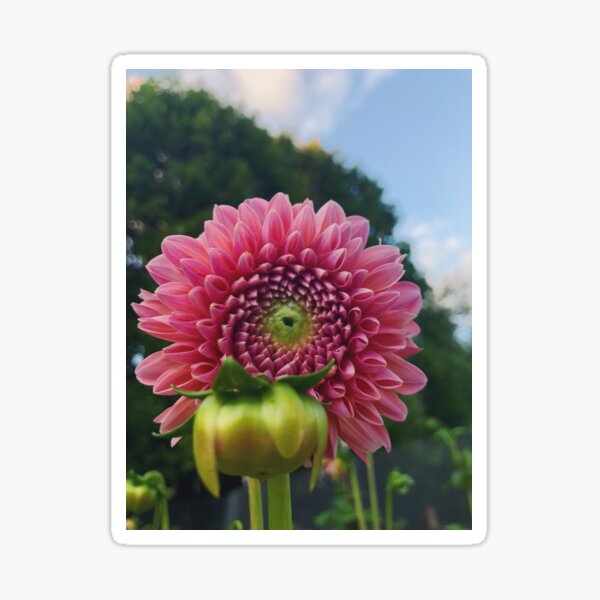 Item preview, Dahlia Pink Aesthetic Flower designed and sold by shirabee.