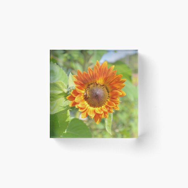 Aperçu de l'œuvre Tournesol de Giverny aux abeilles créée et vendue par taubs.
