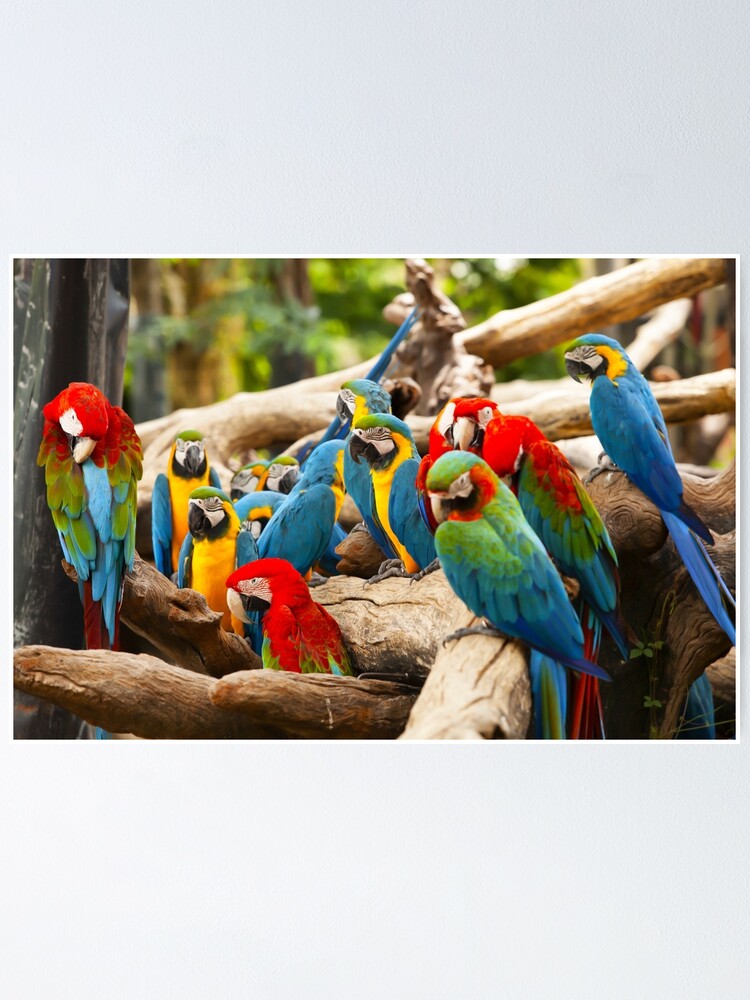 A Flock of Parrots craibas.al.gov.br