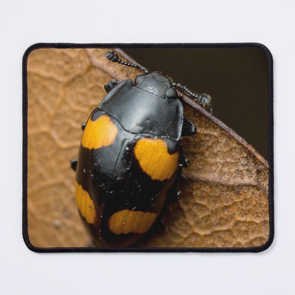 Item preview, Unique and organic photo of a beautiful fungus beetle designed and sold by AvonPerception.