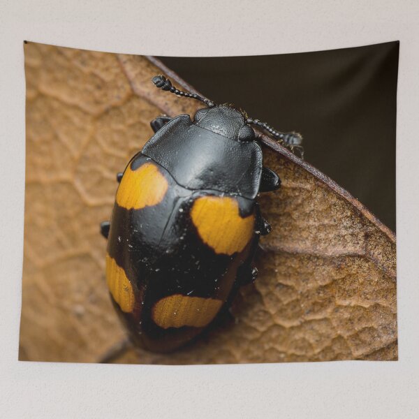 Item preview, Unique and organic photo of a beautiful fungus beetle designed and sold by AvonPerception.