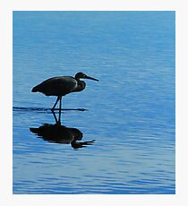 Blue Hunter Photographic Print