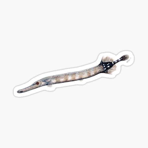 Item preview, Trumpet fish (Aulostomus maculatus) designed and sold by chloeyzoard.