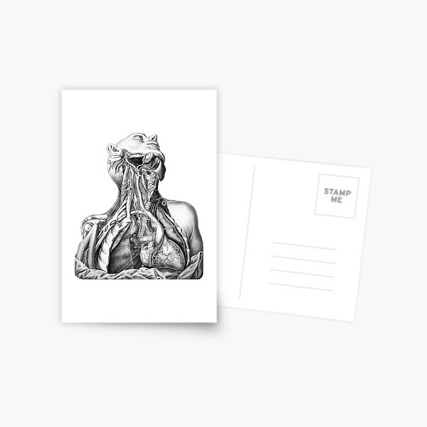 Anatomical Head and Torso Postcard