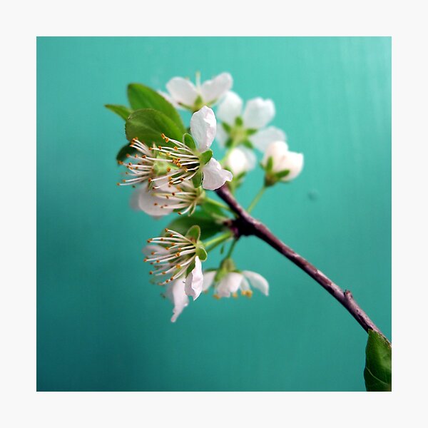Still Life with Spring Photographic Print