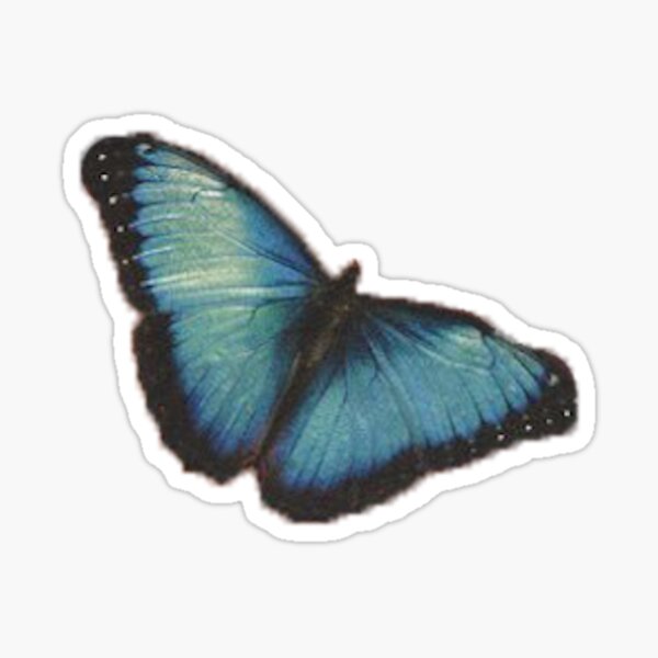 Mariposa de Camila Pegatina
