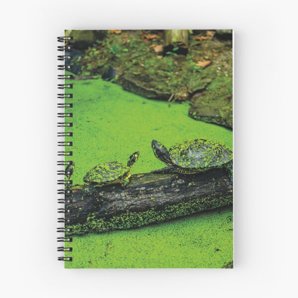 Item preview, Terrapin line designed and sold by Arc1.