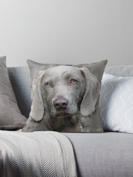 Item preview, A beautiful Weimaraner designed and sold by admurphyphotos.