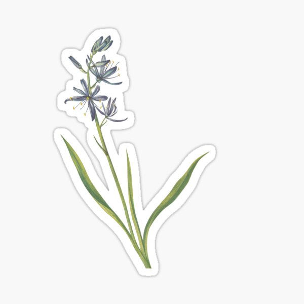 Sego Lily Stickers for Sale