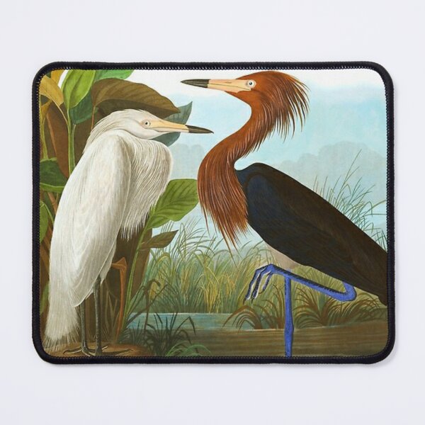 Item preview, John James Audubon - Purple Heron, artwork by John James Audubon designed and sold by Olivia-One.
