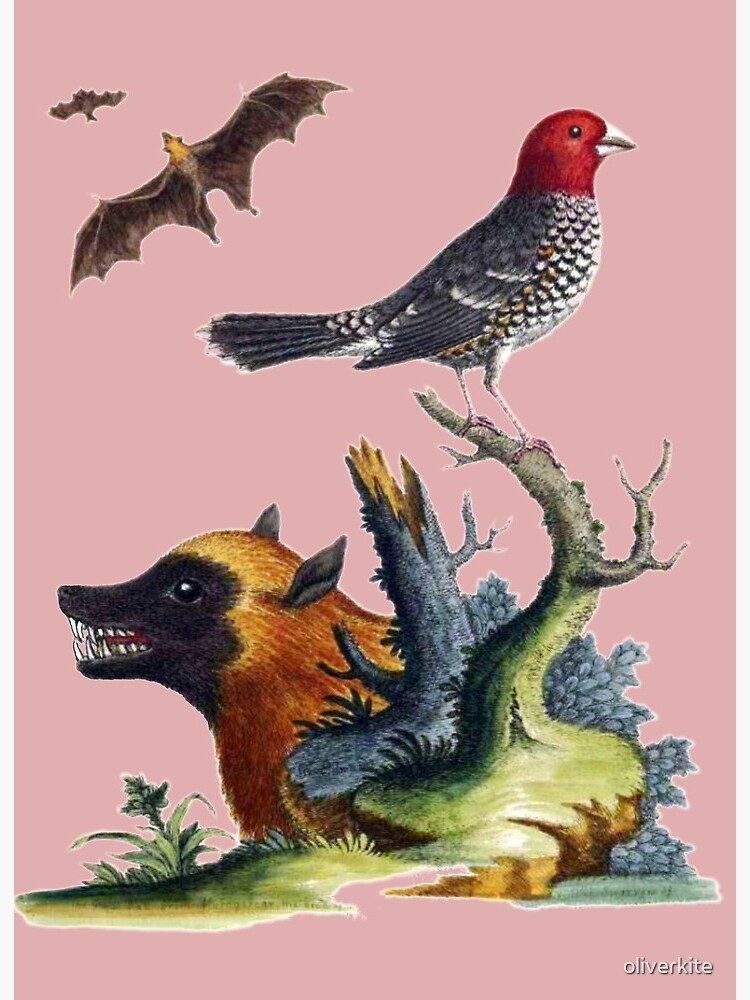 Bat Bird Wolf Victorian Illustration | Art Board Print