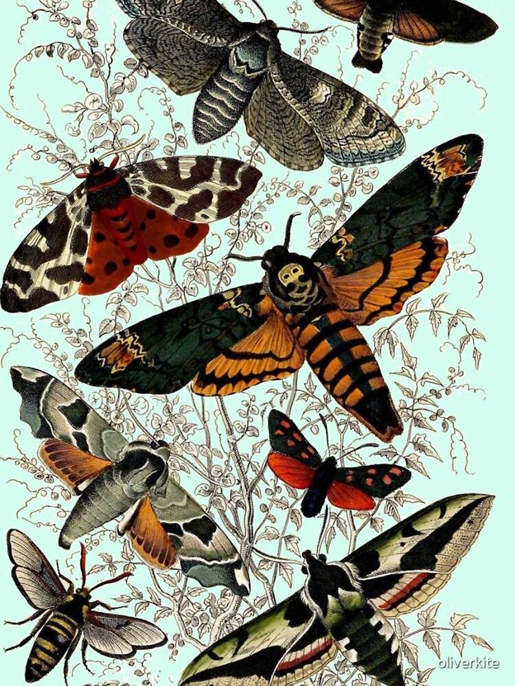 Victorian Moth Insects illustration by oliverkite