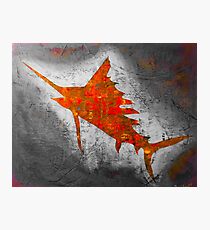 Salty Sailfish Photographic Print
