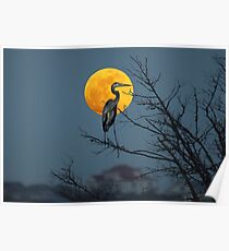 Super Moon and Great Blue Heron Poster