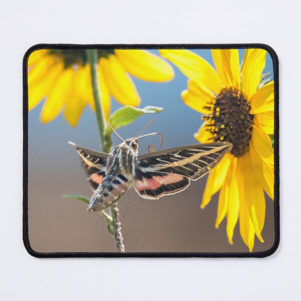 Item preview, White-Lined Sphinx Moth designed and sold by Debra Martz.