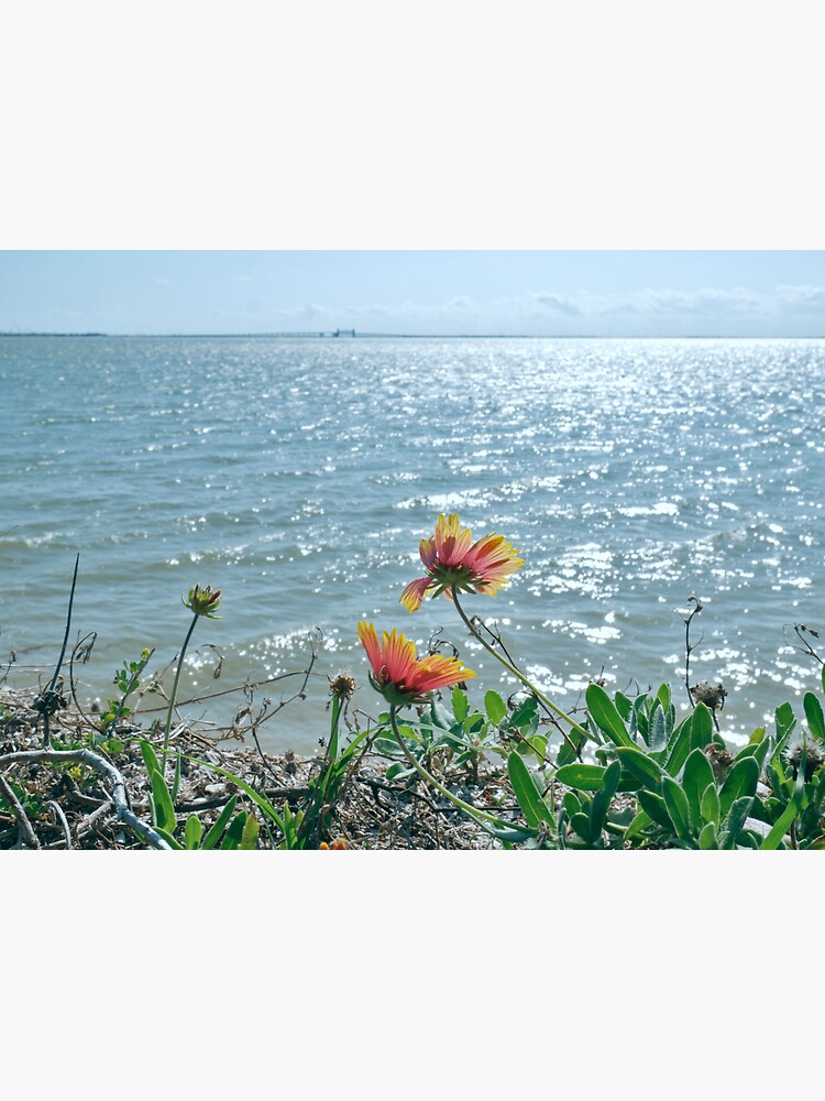 "Firewheel Flowers by the Sea" Sticker for Sale by FaithBPhotos