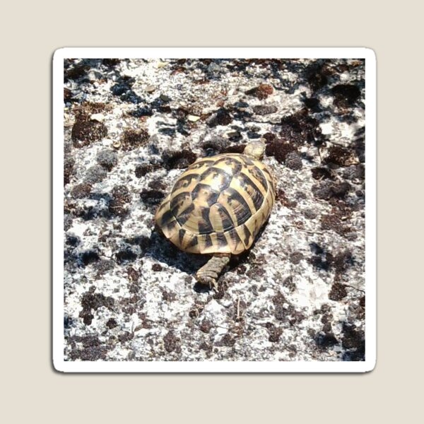 Tortoise Magnet