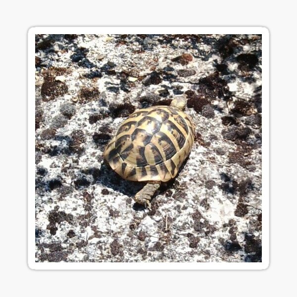 Tortoise Sticker