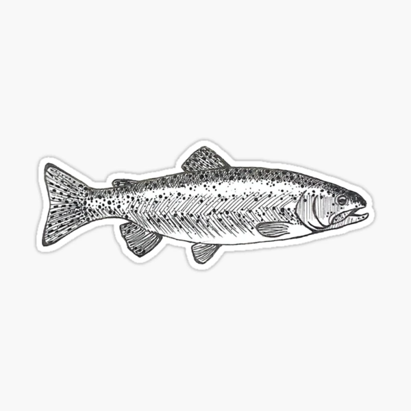 Not-so) Rainbow Trout Sticker for Sale by ellanely