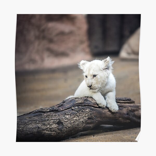 Female Lion Wall Art Redbubble Female Lion Wall Art Redbubble