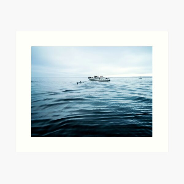 Dolphins in open sea Art Print