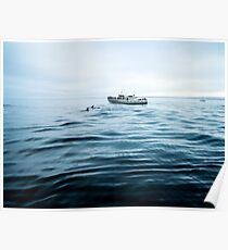Dolphins in open sea Poster