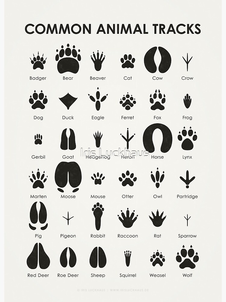 Animal Tracks of California