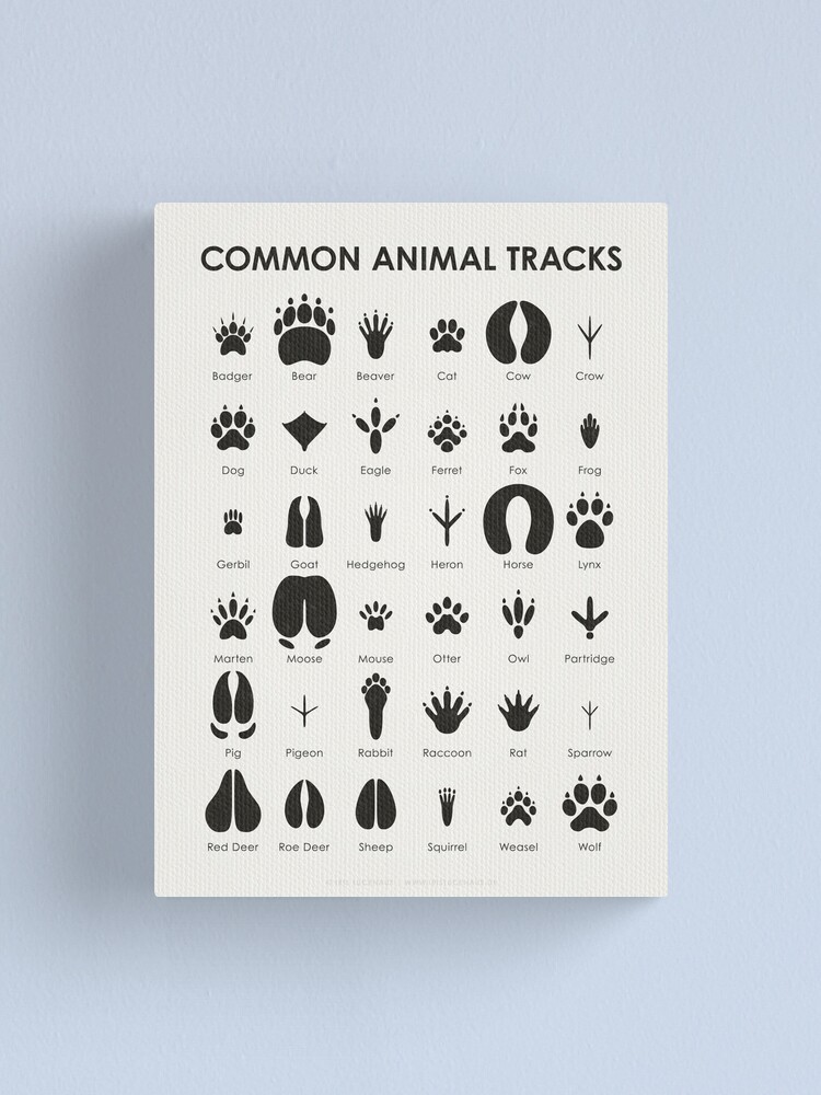 Animal Poster & Canvas, Animal Tracks Field Animal Footprints Wall Art -  OhaPrints
