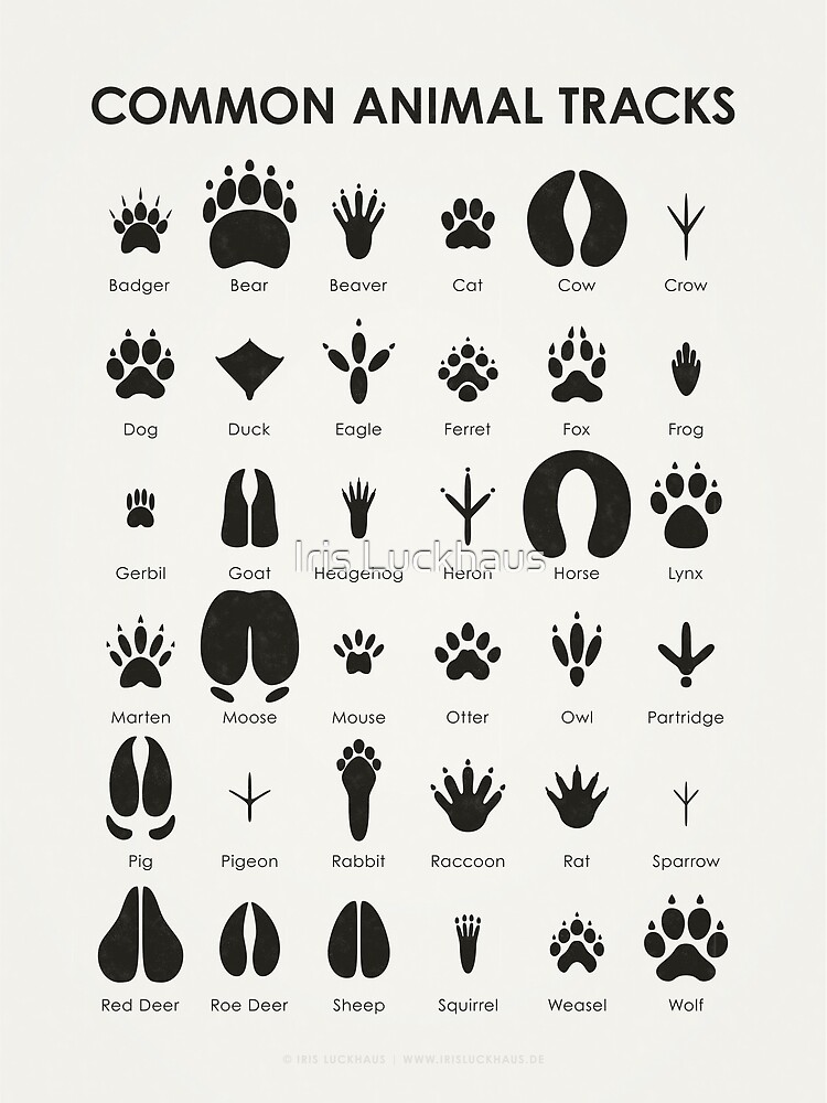 Common Animal Tracks Identification Chart (Hidden Tracks) | Greeting Card