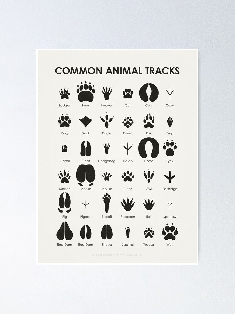 Small Animal Tracks Poster
