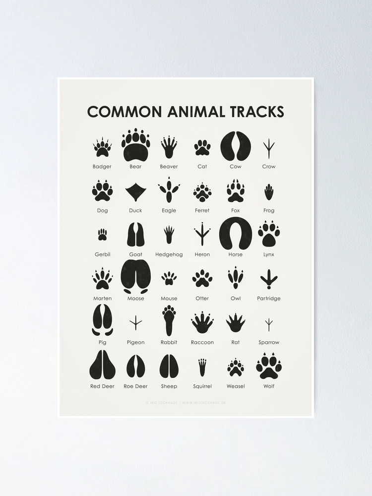 Common Animal Tracks Identification Chart (Hidden Tracks) | Greeting Card