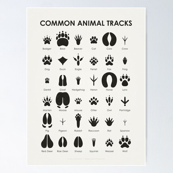Animal Tracks Poster