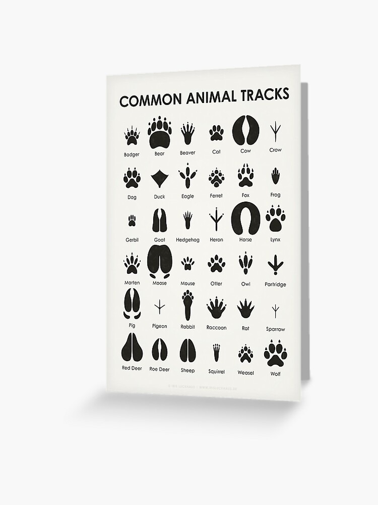 Animal Tracks Poster & Cards