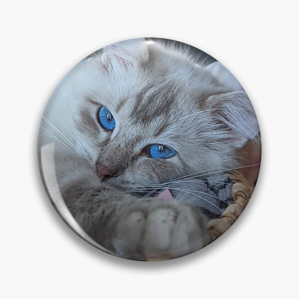 Item preview, Fluffy ragdoll cat Saoirseragdoll  designed and sold by Fluffycat2020.