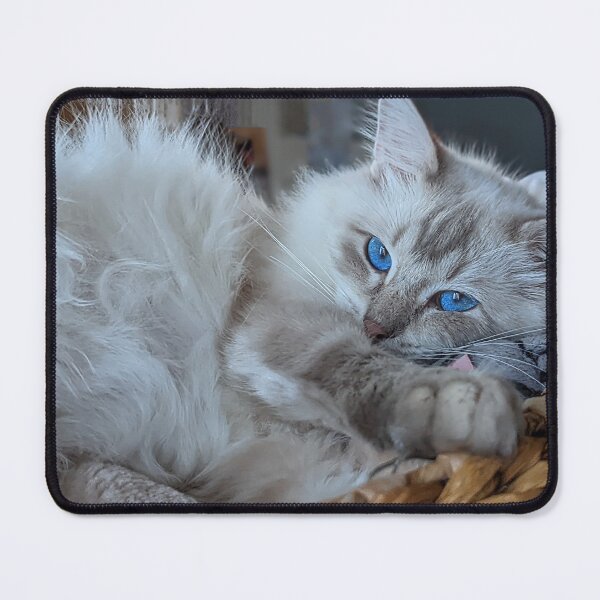 Item preview, Fluffy ragdoll cat Saoirseragdoll designed and sold by Fluffycat2020.